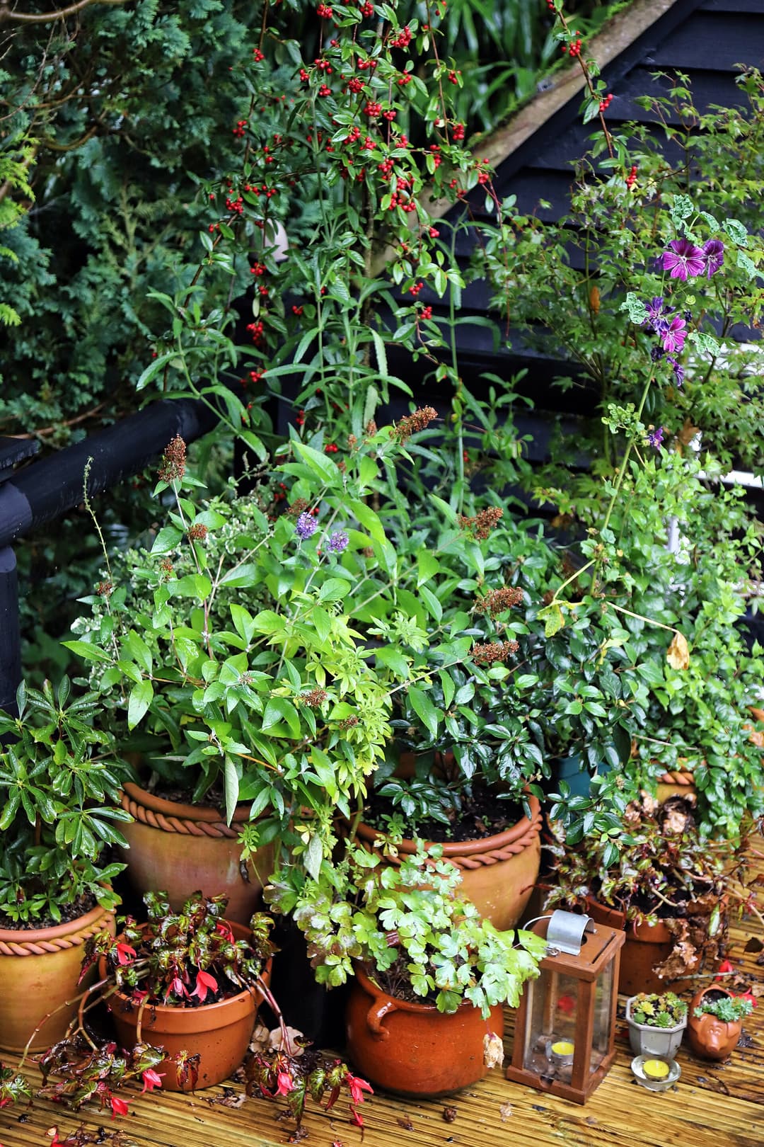 Potted flowers and small shrubs on garden decking in the civil parish of Nuthurst in West Sussex, England.Camera: Canon EOS 6D Mark II with Canon EF 24-105mm F4L IS USM lens.Software: File lens-corrected, optimized, perhaps cropped, with DxO OpticsPro 11 Elite, and likely further optimized with Adobe Photoshop CS2.