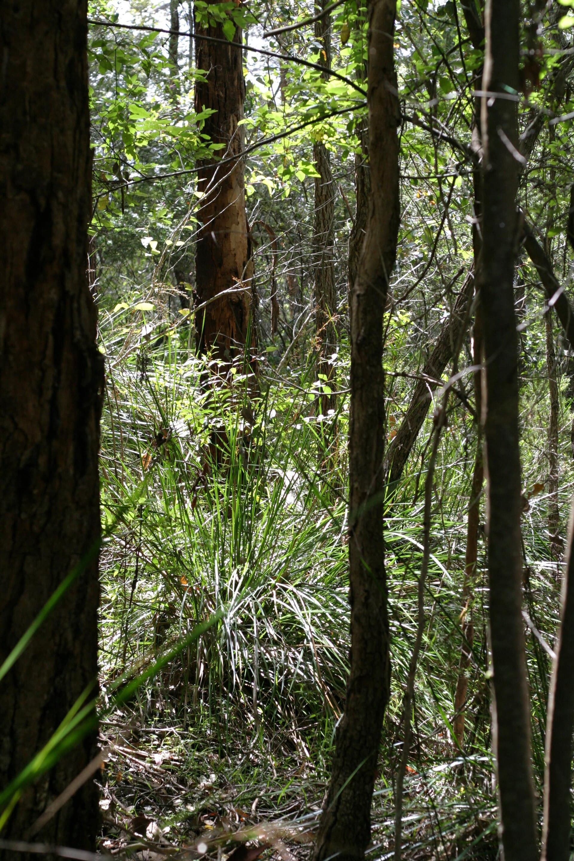 Australian bushland vegetation