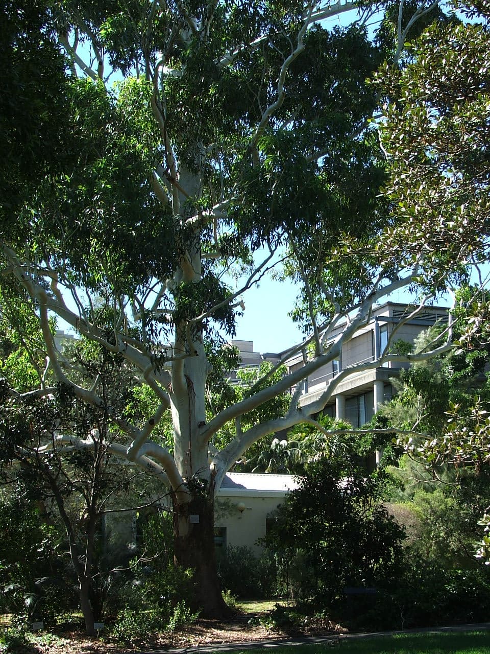 A tall eucalypt timber tree in a plantation setting