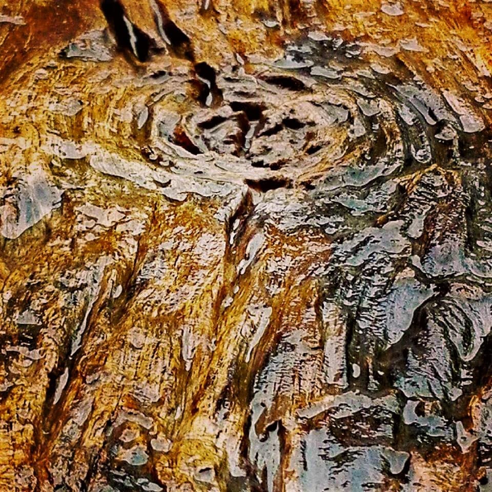 Dark wet timber that holds moisture