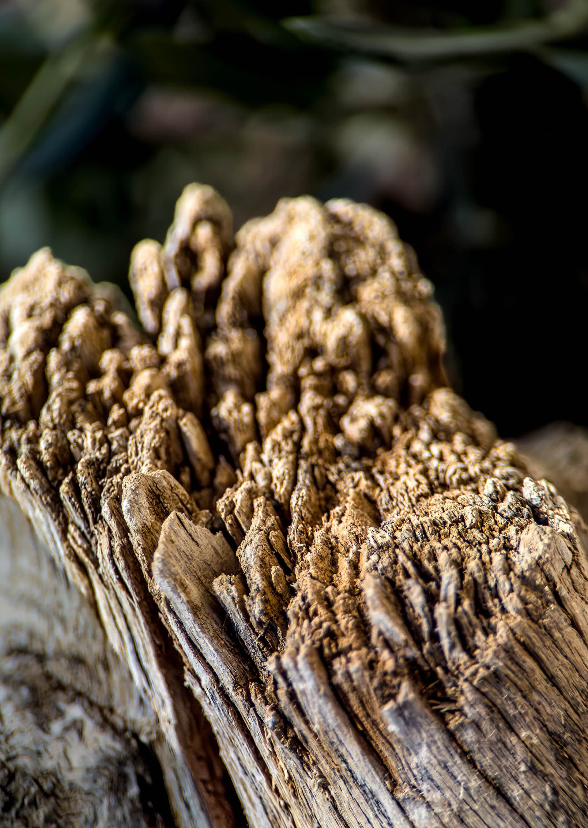 Weathered wood grain in close-up